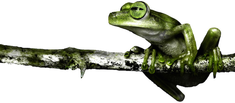 Frog Wall Decal Mural Tree Branch Nature Wild Animals Removable Wall Art, a13 gallery
