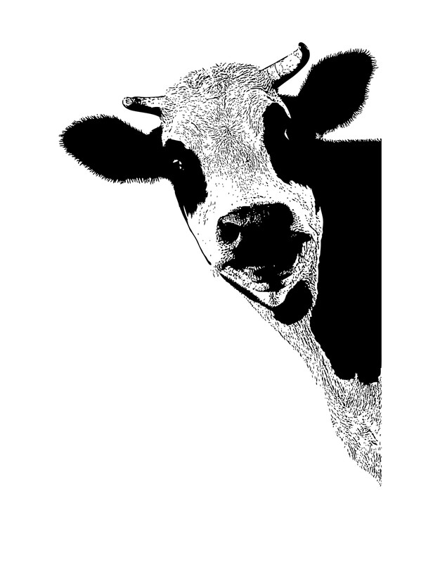 Peeking Cow Wall Decal Sticker for your Kitchen. Dining Room Cow Wall Art. #5476