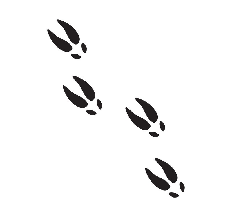 Deer Tracks Decals Sticker Hunting – Several Colors and Sizes Available