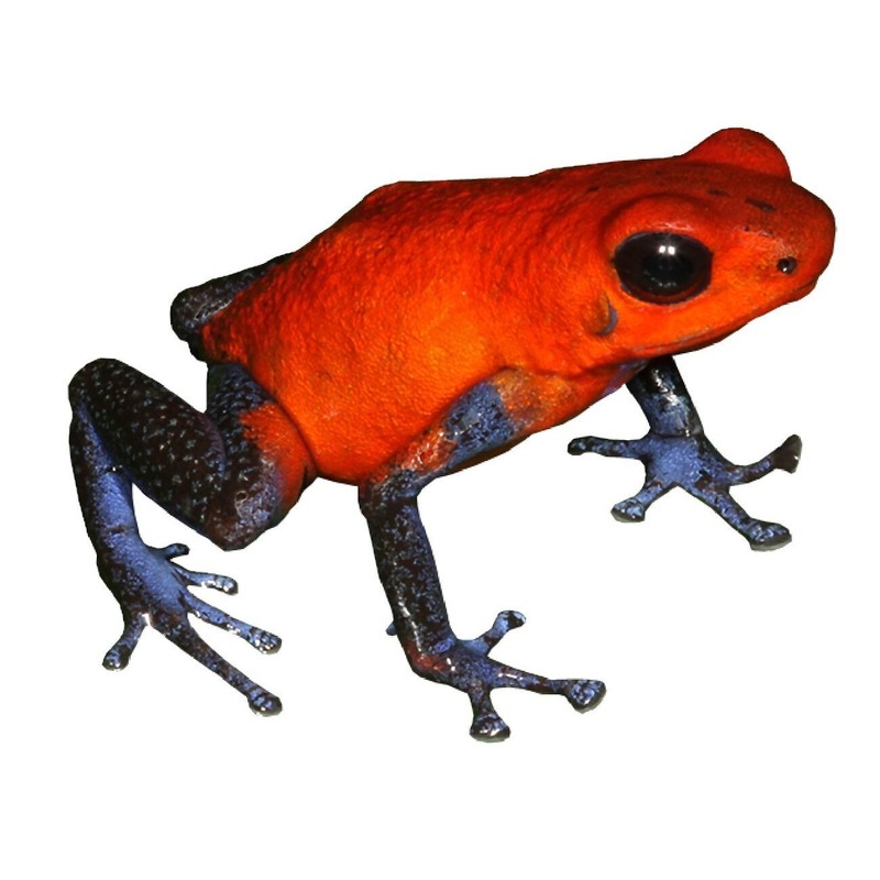 Red and Blue Frog Vinyl Decal 5″ tall x 6″ wide – Indoor/Outdoor
