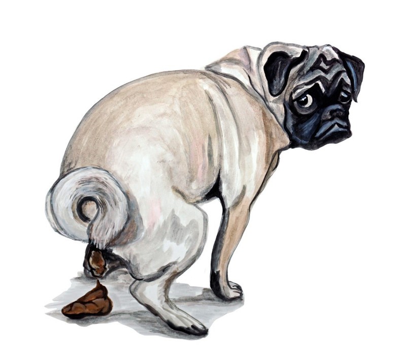 Decal Vinyl Sticker Pug Poop – Printed Vinyl Decal Made in USA
