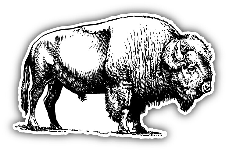 Buffalo Hand Drawn Car Bumper Sticker Decal