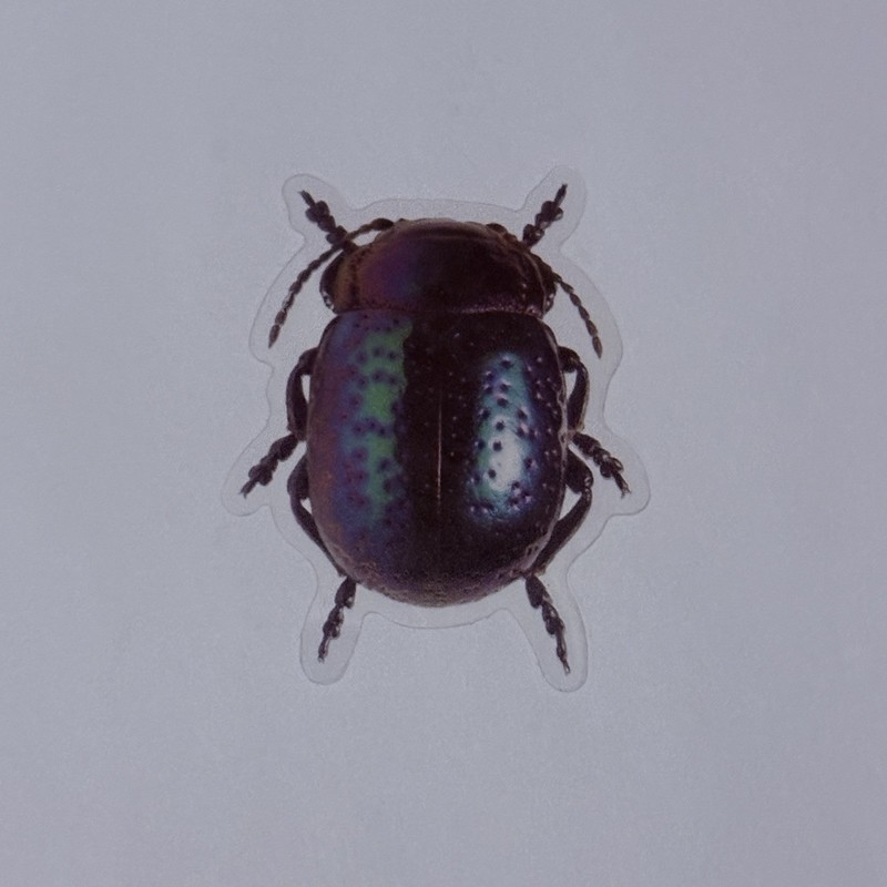 Chrysolina Perforata Leaf BeetleSticker Realistic Insect Art Transparent Tc9