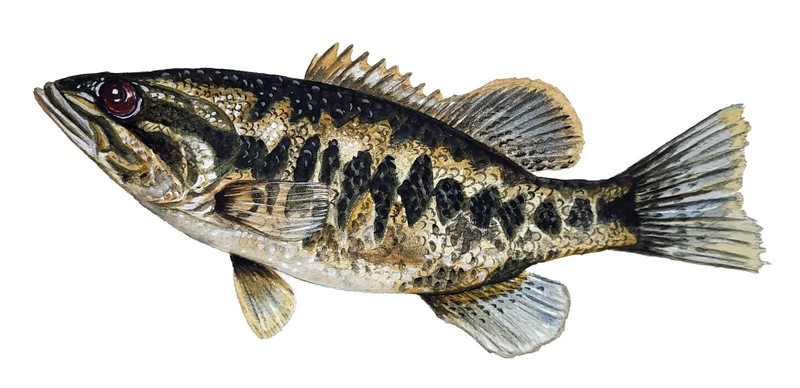 Suwanee Bass Fish High Quality Decal Car Truck Wall Window Cup Cooler Tacklebox