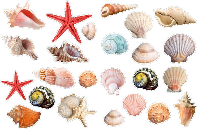 Seashells Realistic detailed sticker Beach theme Paradise colorful 24 Stickers gallery