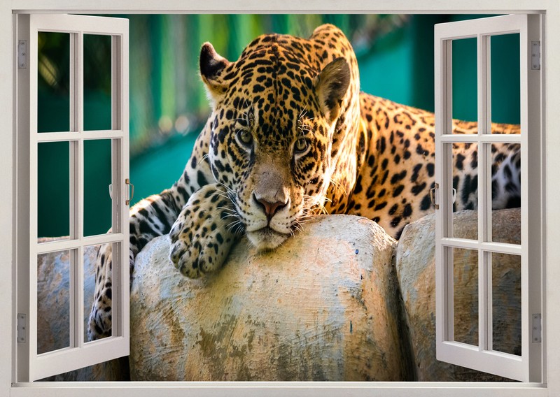 Leopard Cheetah Tiger Animal Jungle 3D Effect Window Wall View Mural Art 560