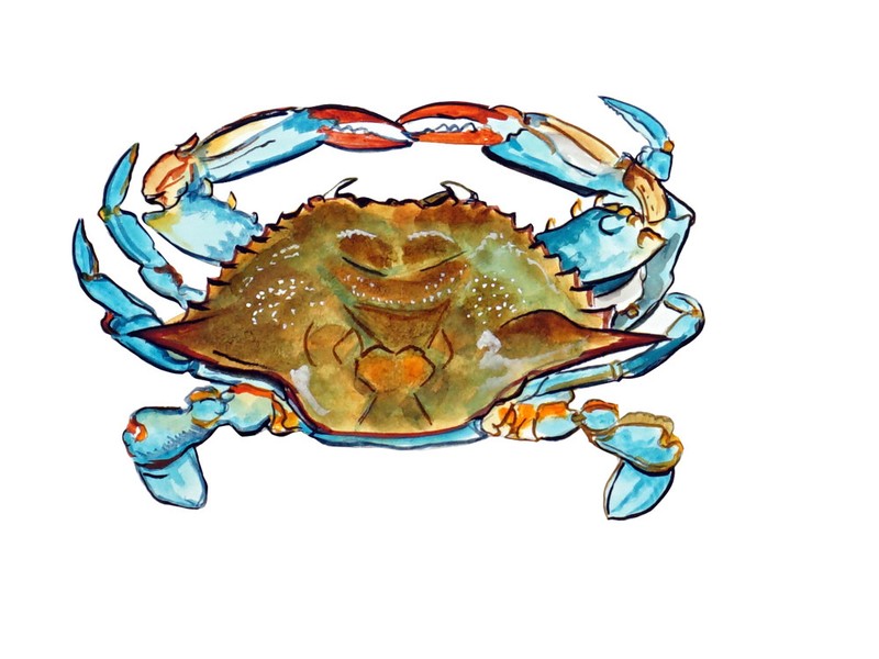 Blue Crab Overhead High Quality Printed Vinyl Decal Wall Window Car Sticker