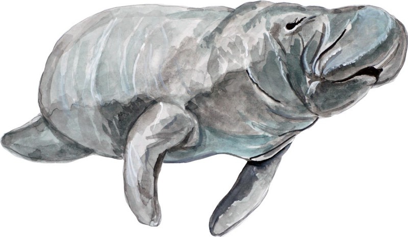Decal Vinyl Sticker Manatee – Printed Vinyl Decal Made in USA