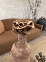 Branquio Picoroco - Imagen 3